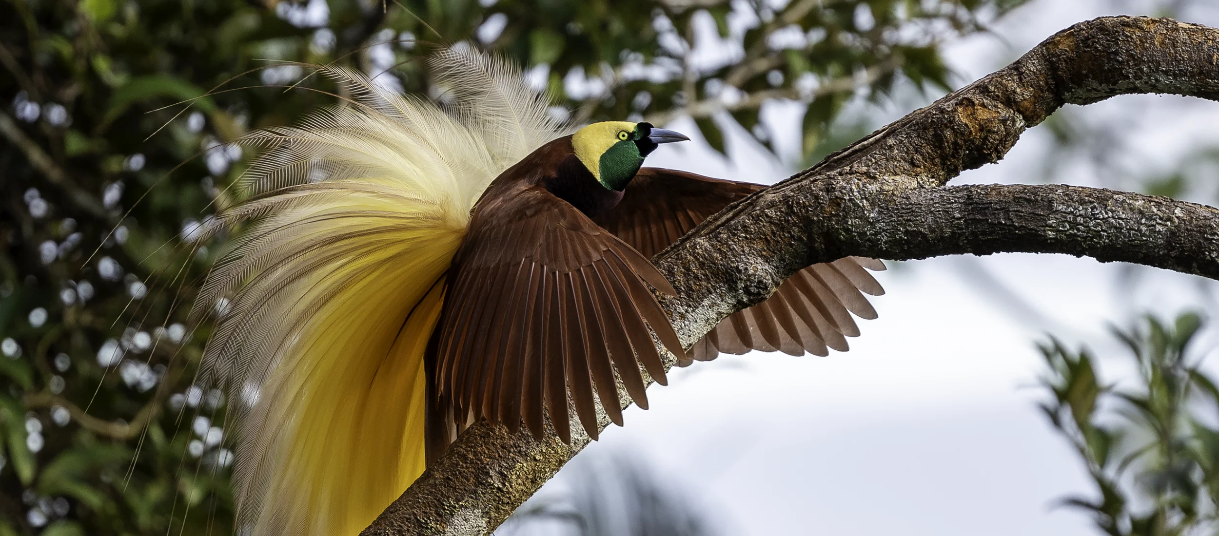 Bird of Paradise photo tours