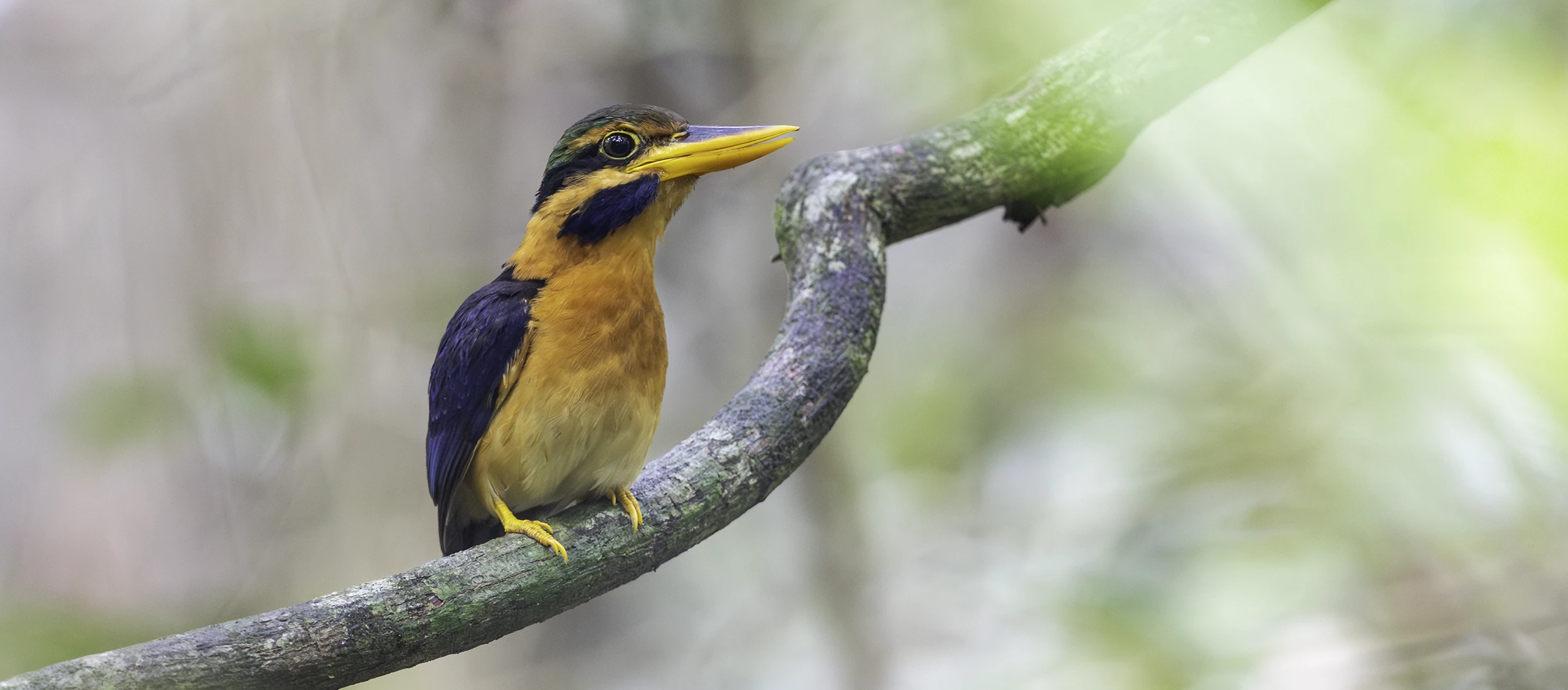 Bird Photo Tour Indonesia