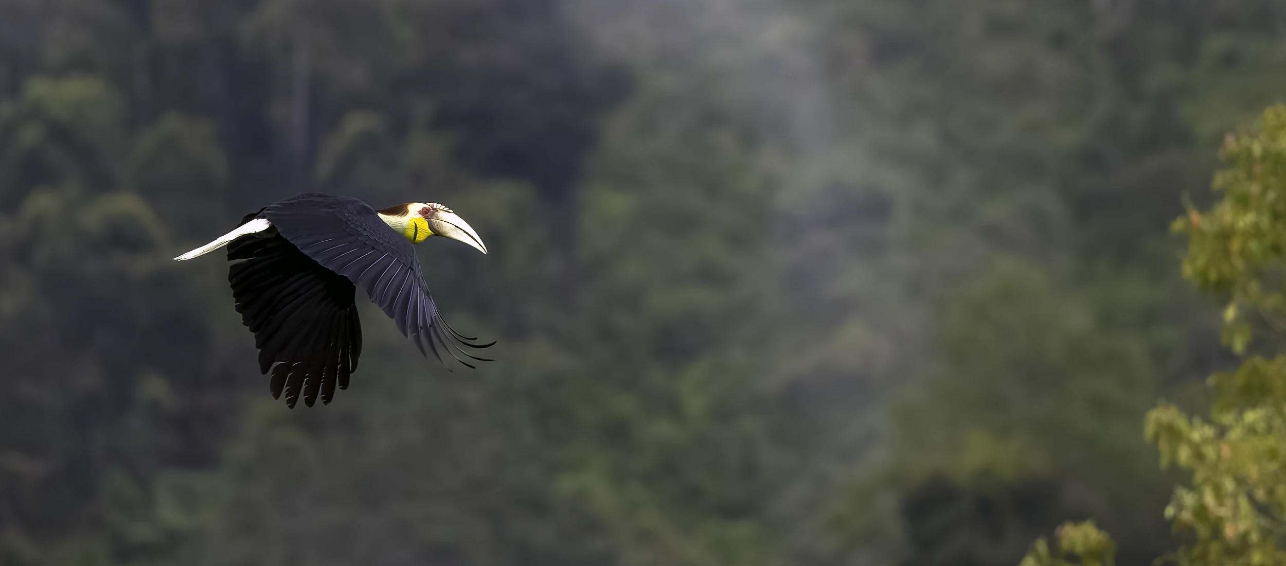 Bird Photography Indonesia