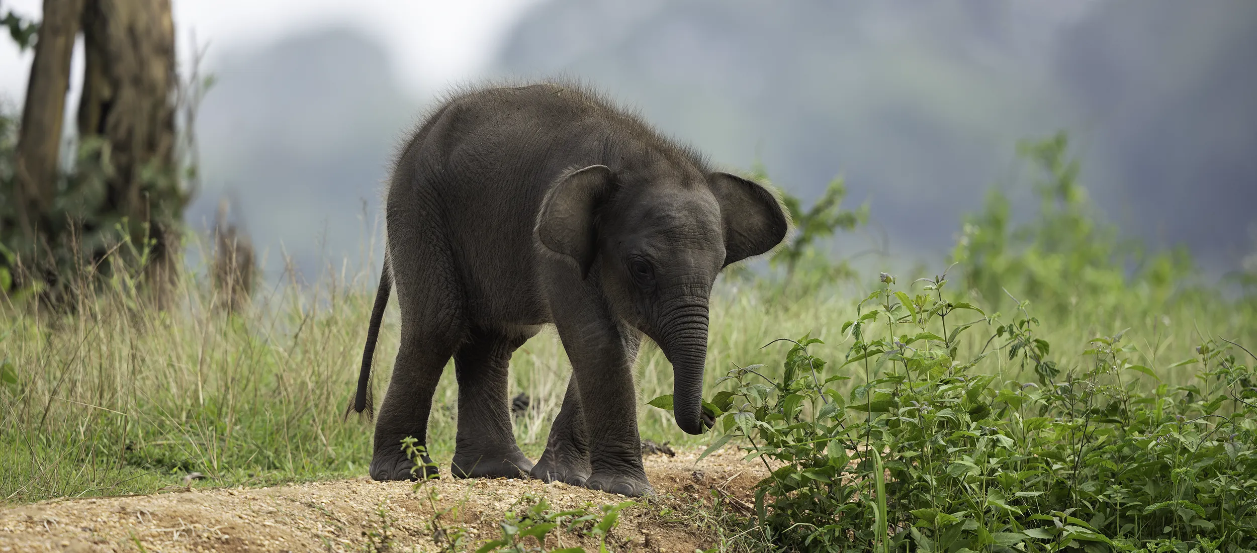 Elephant Indonesia