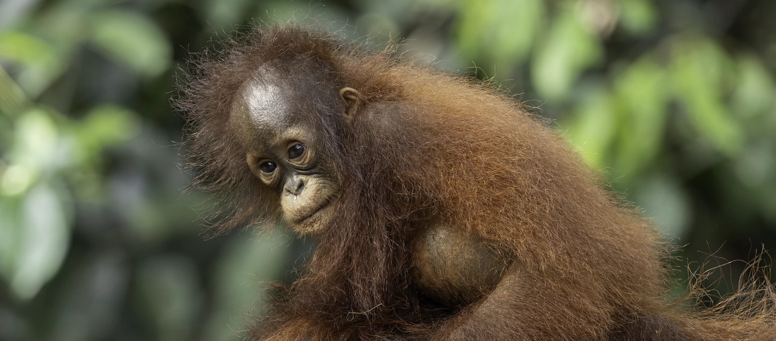 Orangutan photo workshops