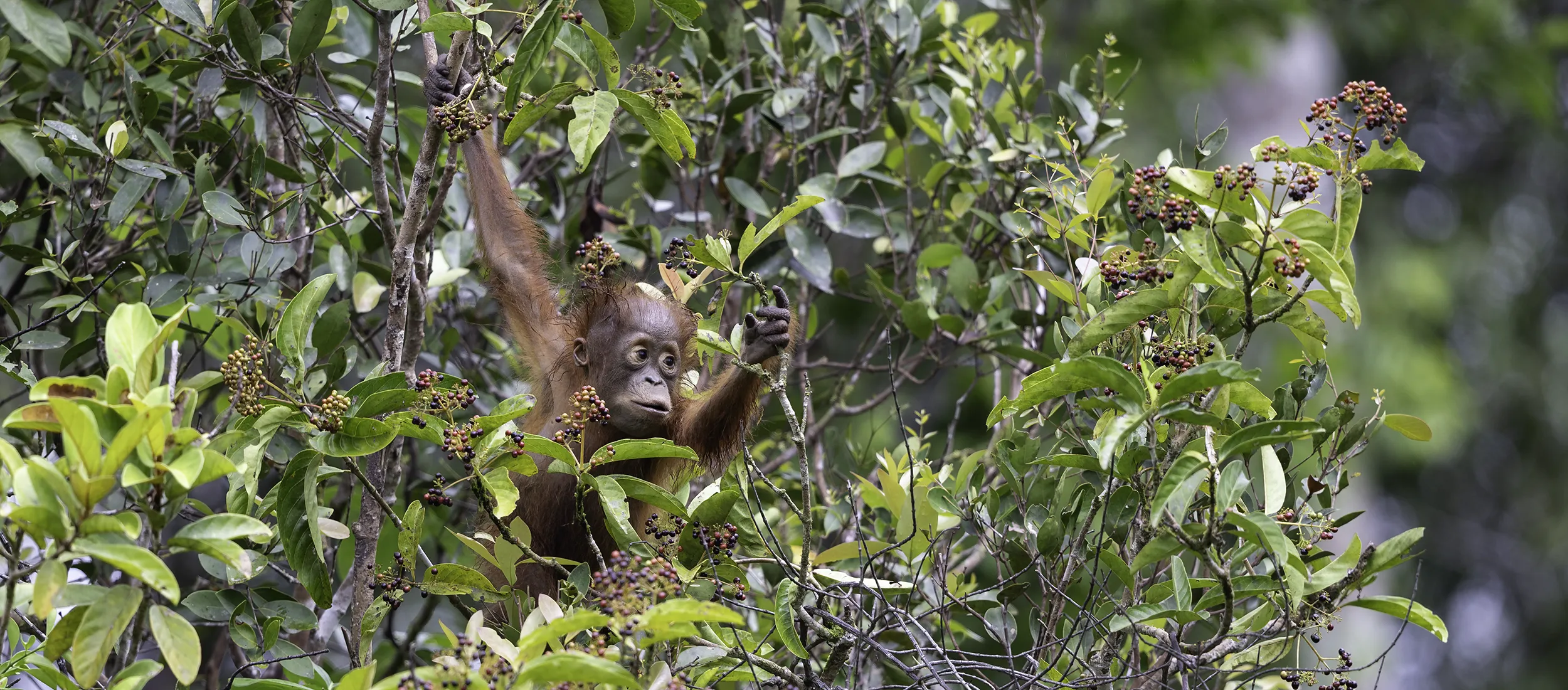 orangutan photography workshop