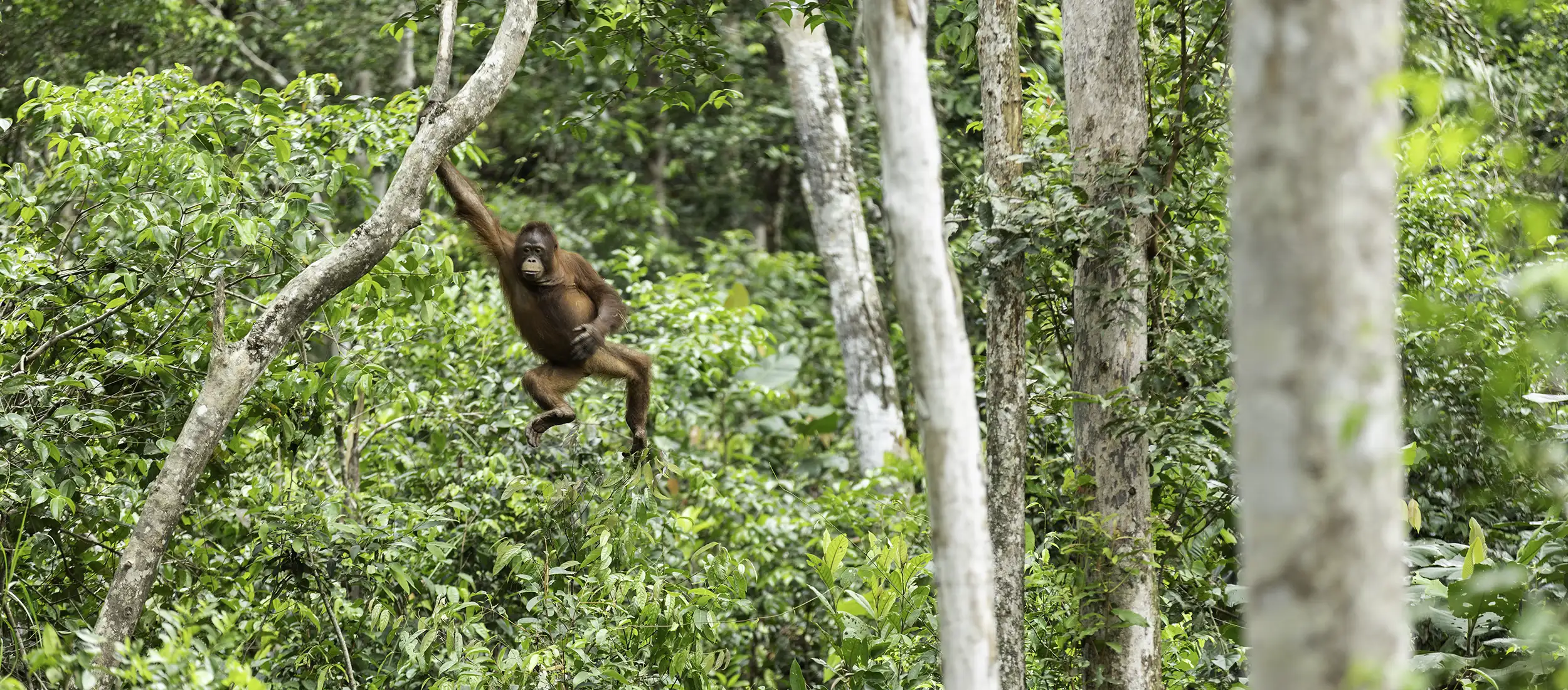 Orangutan Photography Workshops 