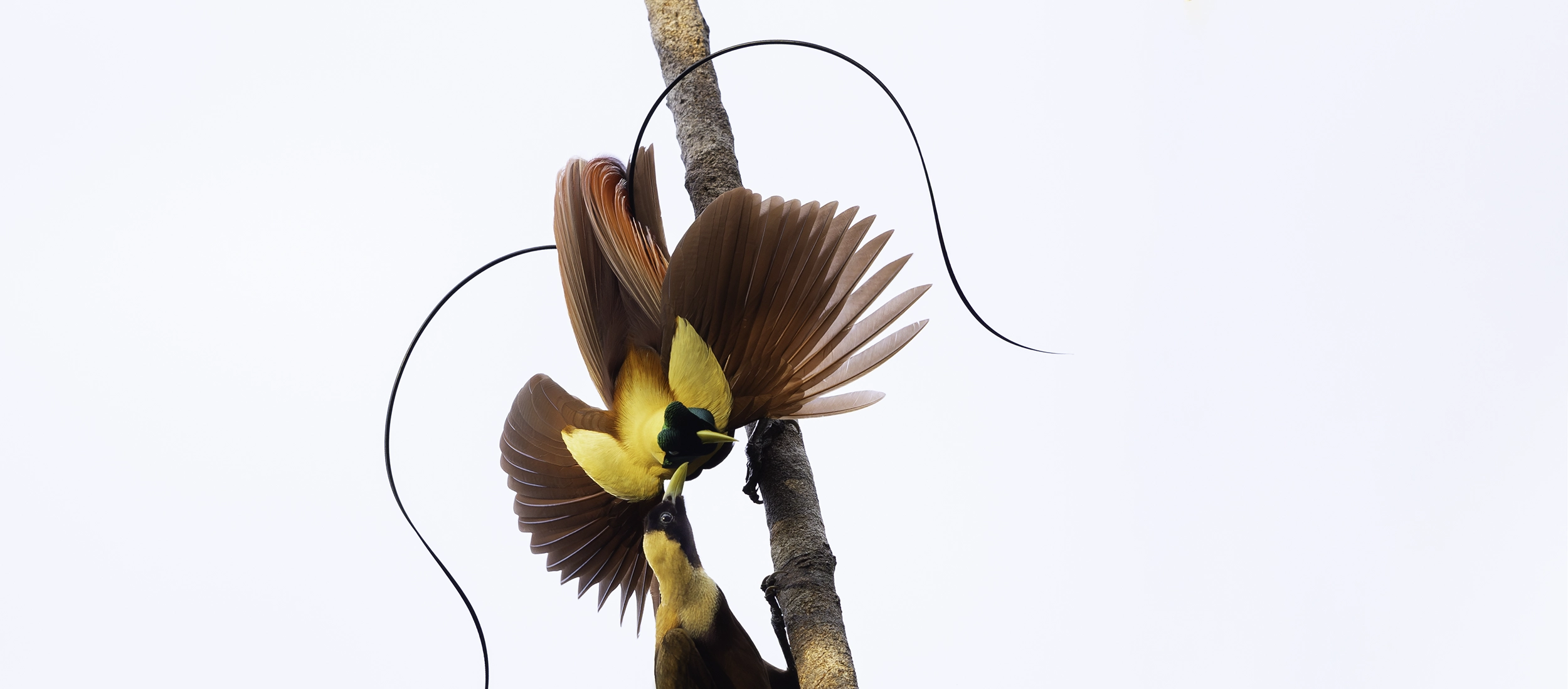 Photo tour Birds of Paradise