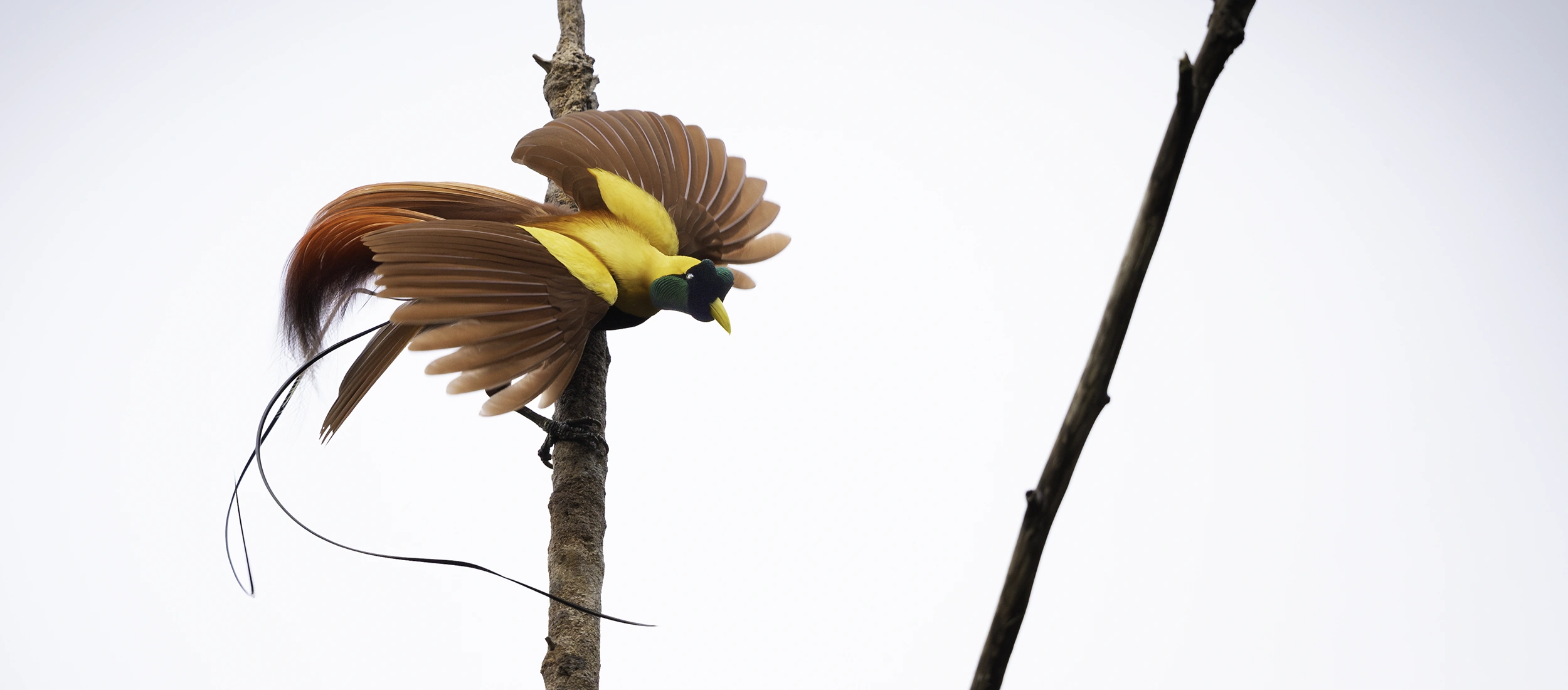 Photo tours Bird of Paradise 