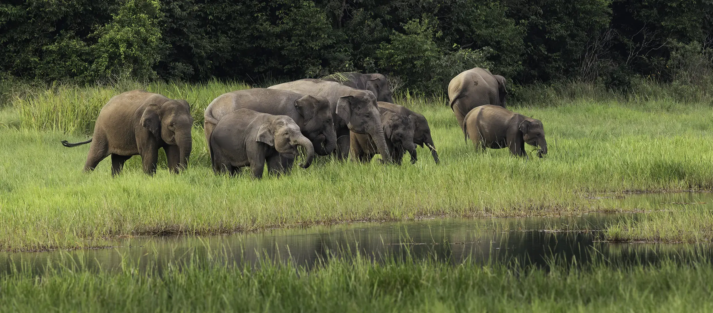 Photo Workshop Elephants 2026