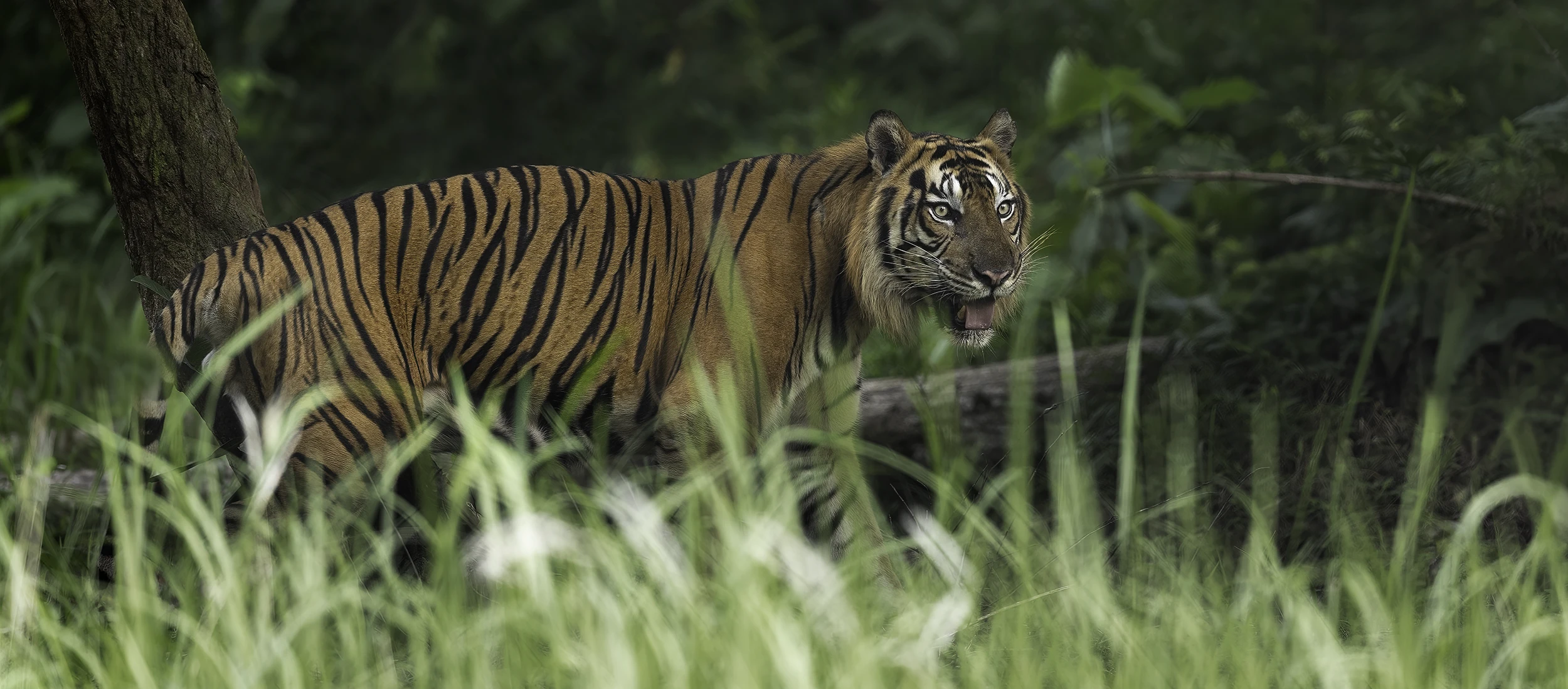 Sumatra Tiger Photo Tours