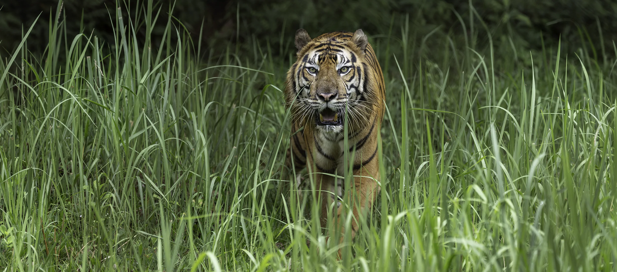 Tiger elephant photo tour