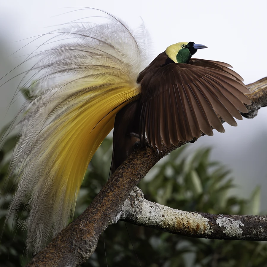 2028 Indonesia Photo Tours