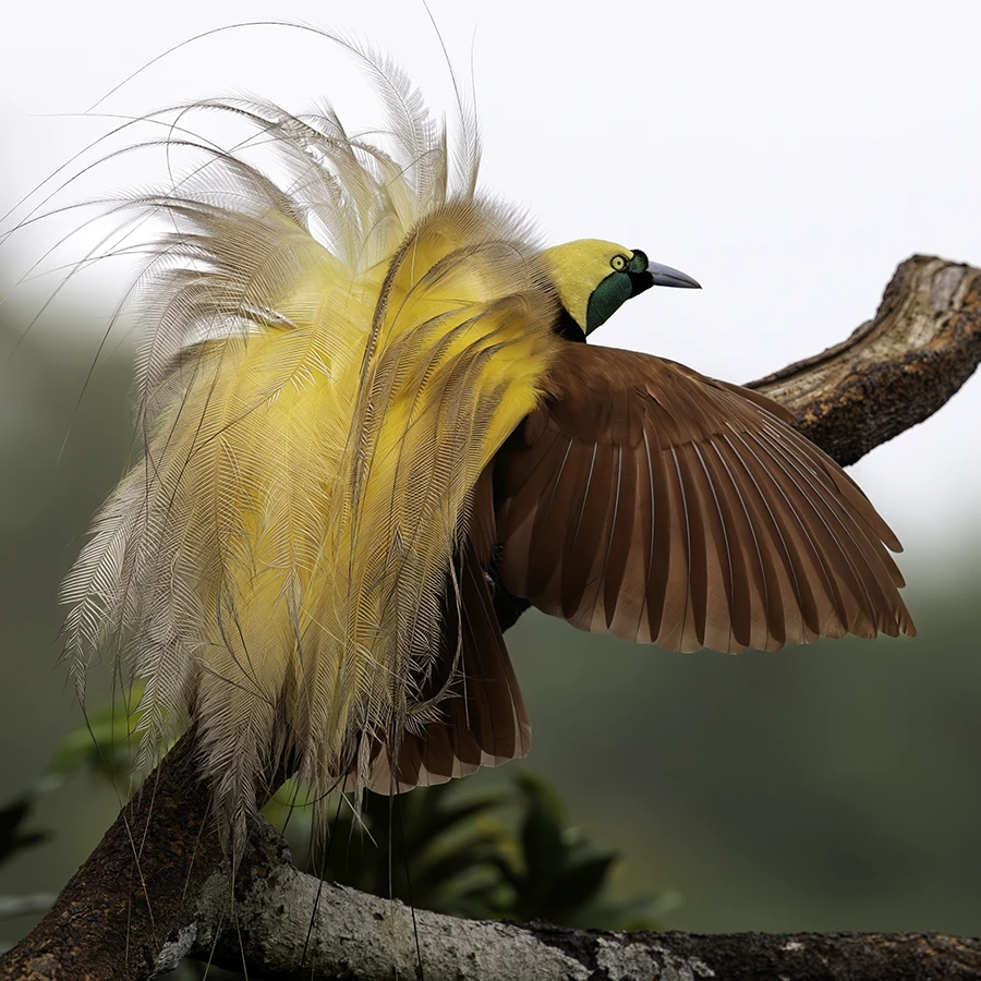 Bird of Paradise Photo Tours