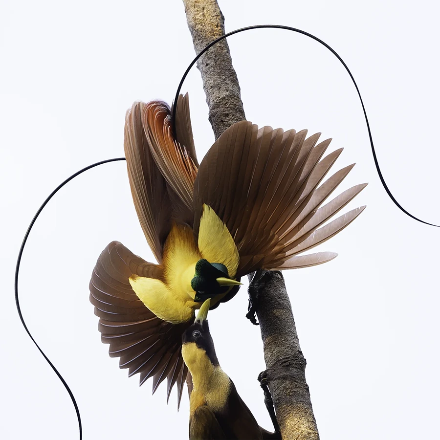 bird of paradise tour 2028