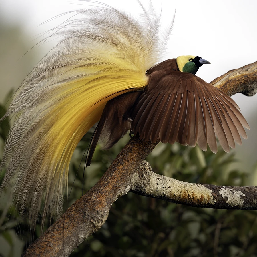birds of paradise 2028