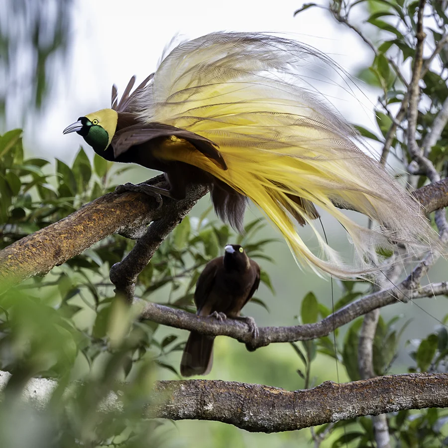 Birds of Paradise photo tours