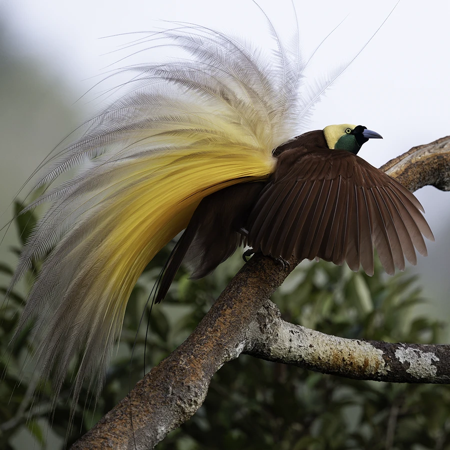 birds paradise photo workshop 2028