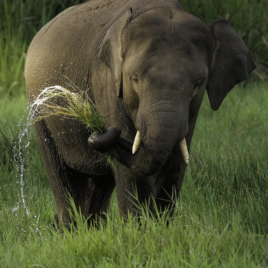 Elephant Photo Workshops