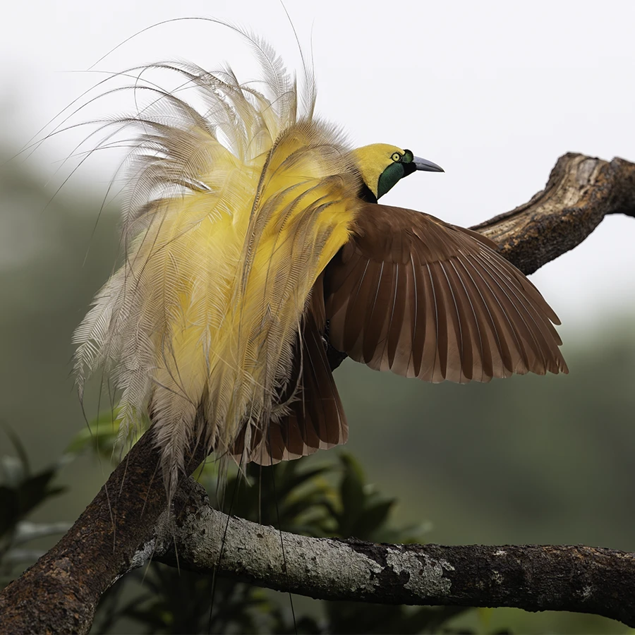 Indonesia Birds of Paradise