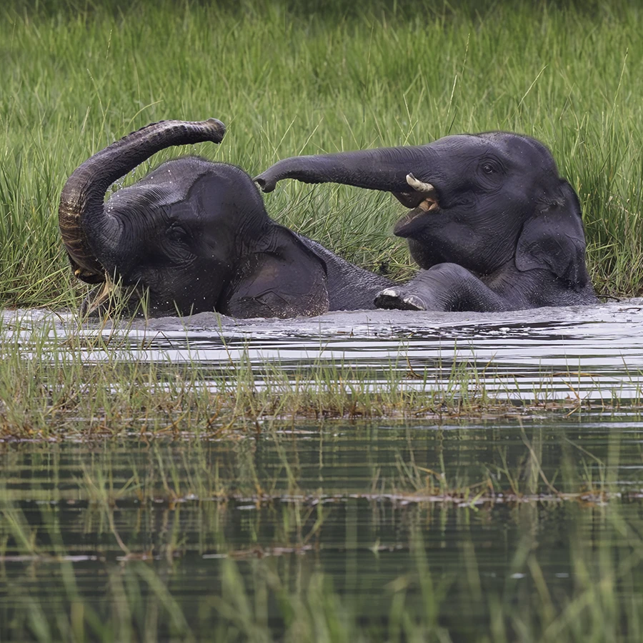Indonesia Elephant Photo Tour