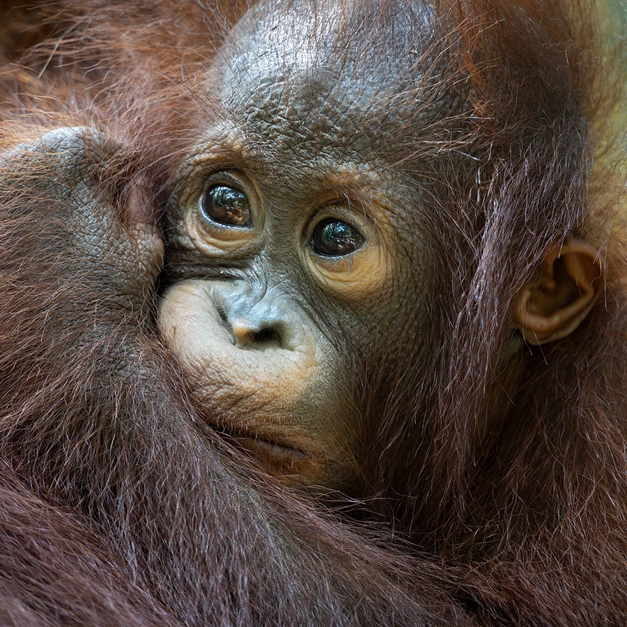 indonesia photo tour 2028