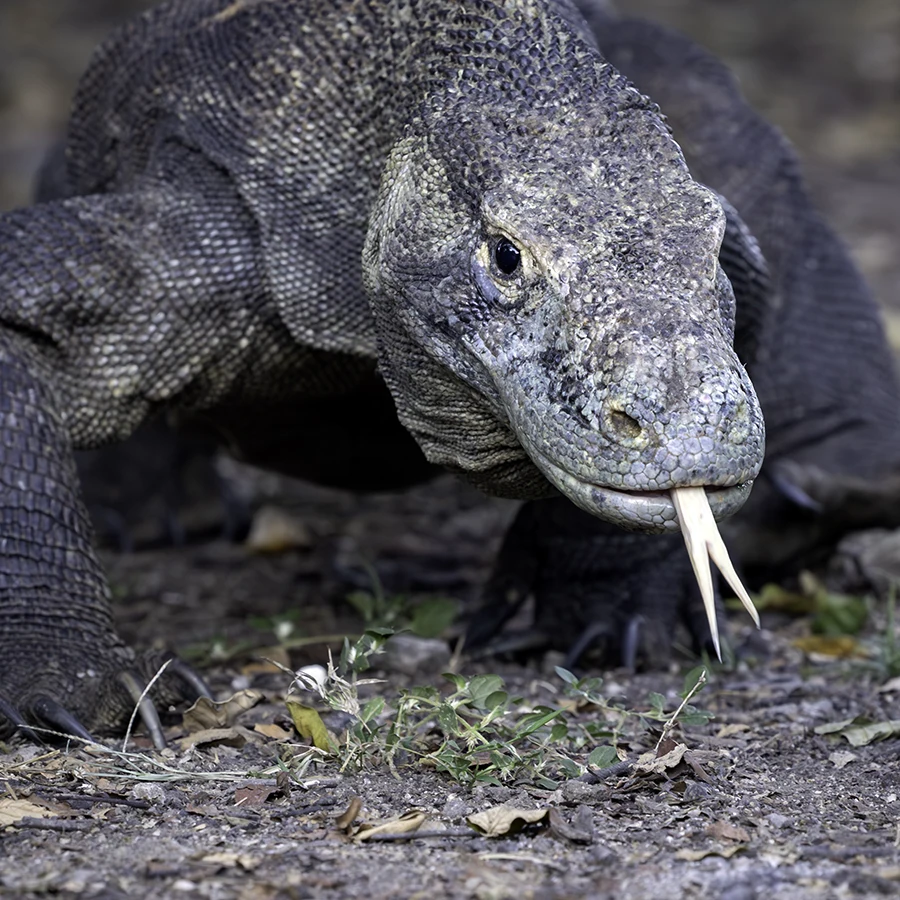Komodo Dragon Photo Tour