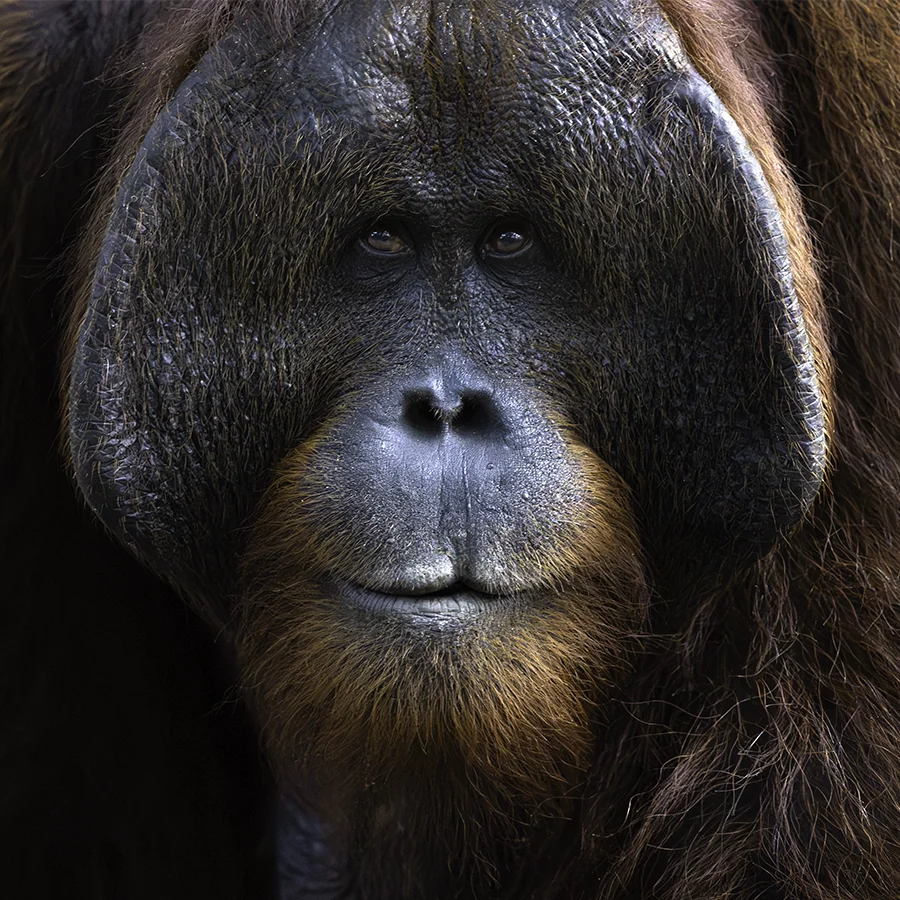 Orangutan photo tour