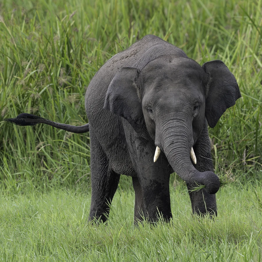 Sumatra Elephant Photo Tour