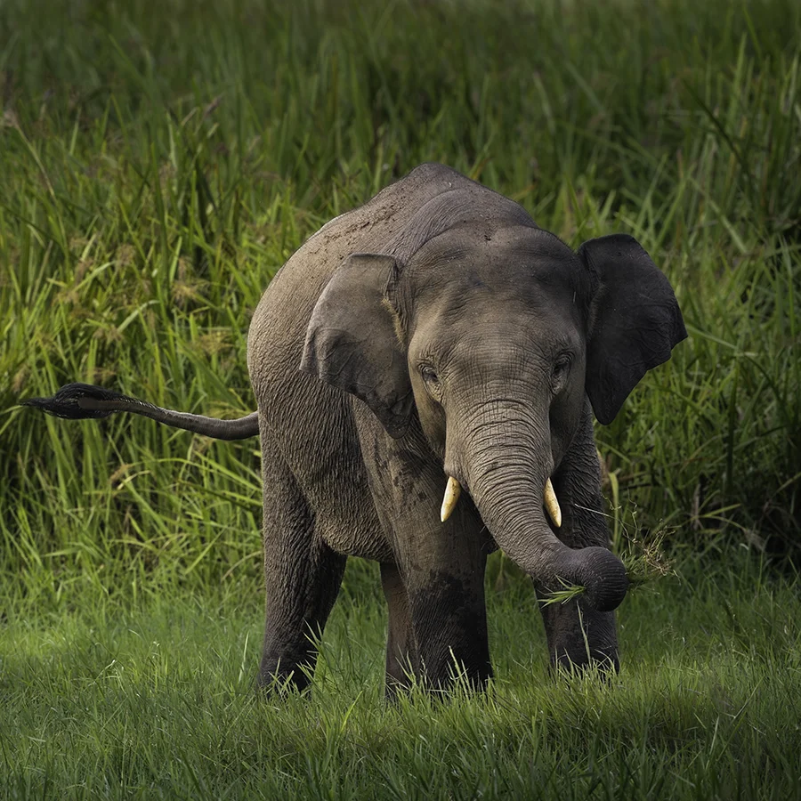 sumatra elephant photo tours