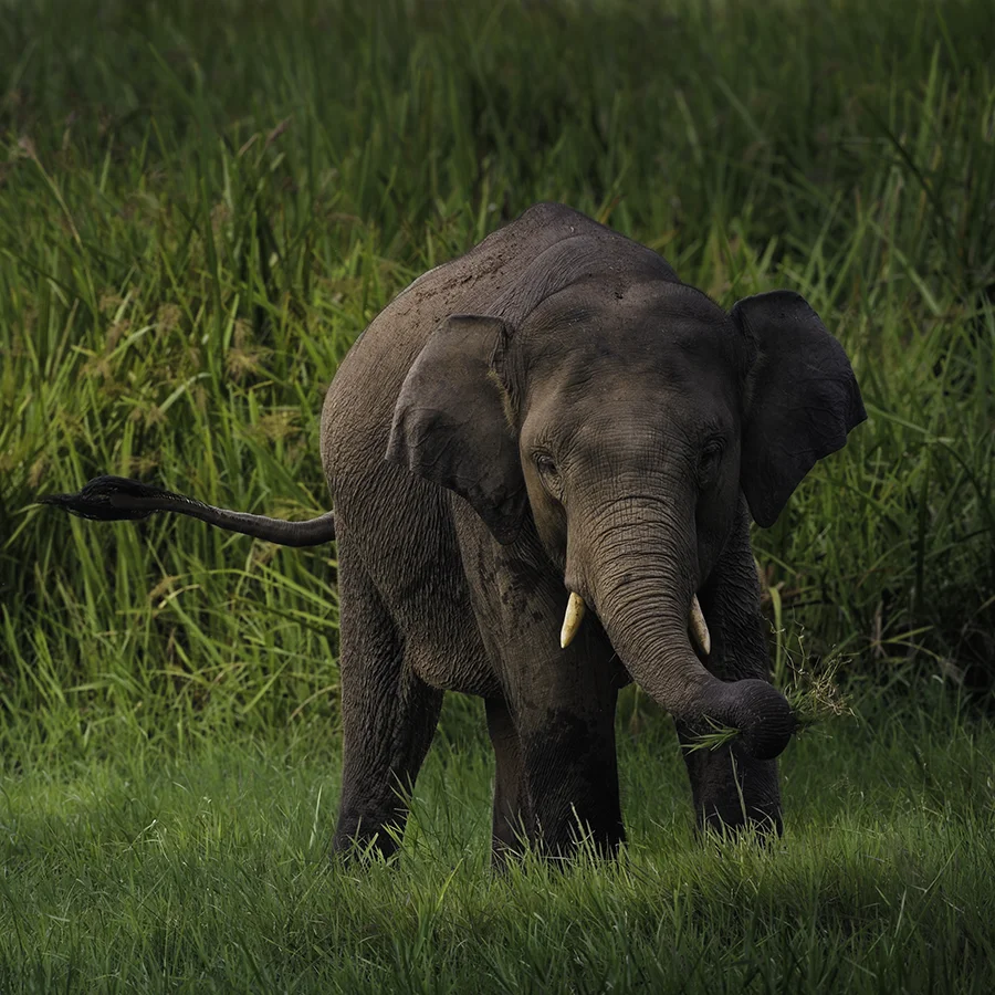 Sumatra Wildlife Photo Tour