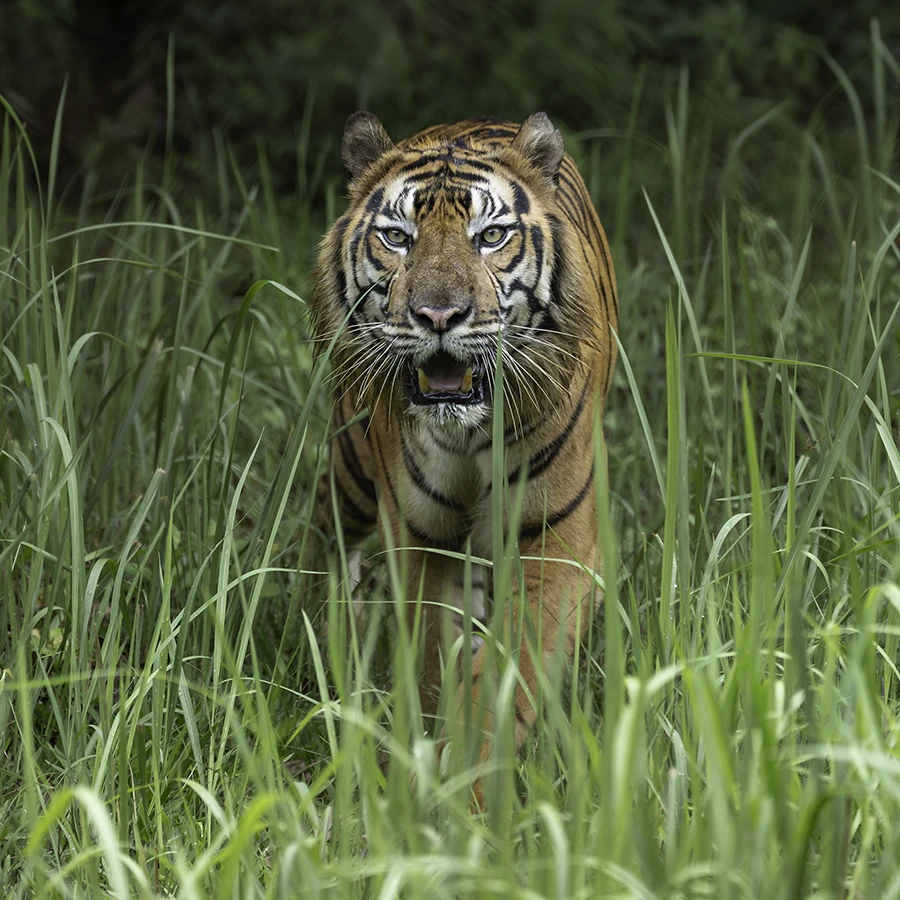 Tiger Sumatra photo tour