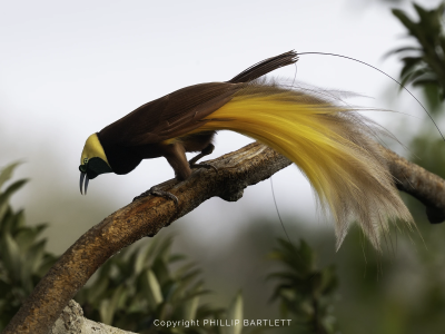 2028 birds paradise