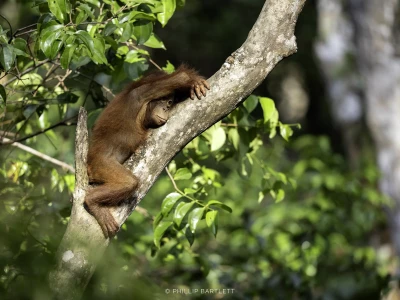 Baby Orangutan Borneo