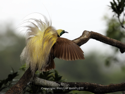 Bird Paradise Photo Tour