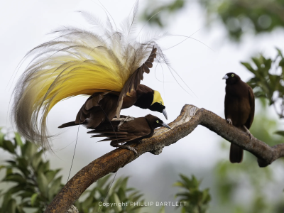 bird photo tours 2028