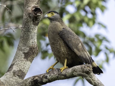 Bird Tours Indonesia