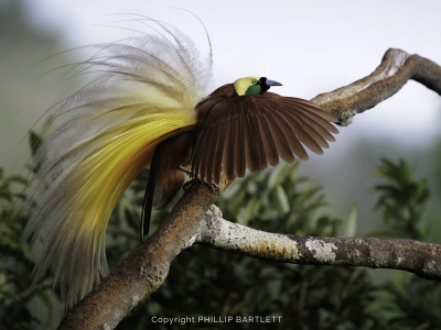 birds of paradise 2027 tour