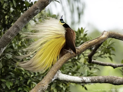 Birds of Paradise Indonesia