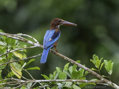 Borneo Bird Tour