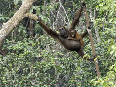 Borneo Orangutan Indonesia