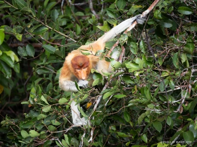 Borneo Photo Tour Proboscis