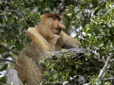 Borneo Proboscis Photo Tour