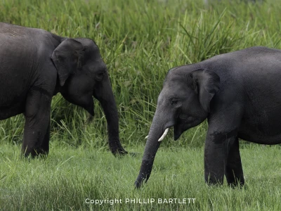Elephant Photo Workshop 2026