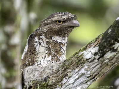 Indonesia Bird Tour