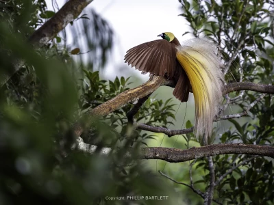 Indonesia birds of paradise tour