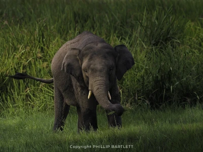 Indonesia Elephant Photo Tour