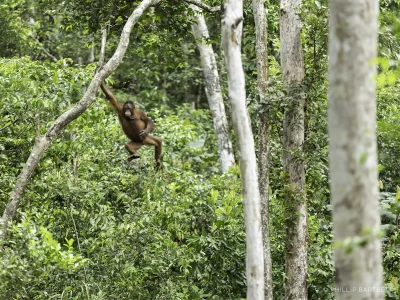 Indonesia Orangutan Photo Tour