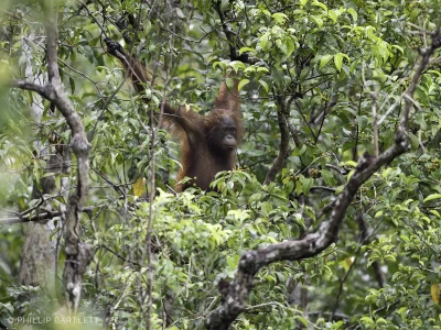 Indonesia Orangutan Photo