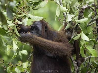 Indonesia Photo Tour Orangutan