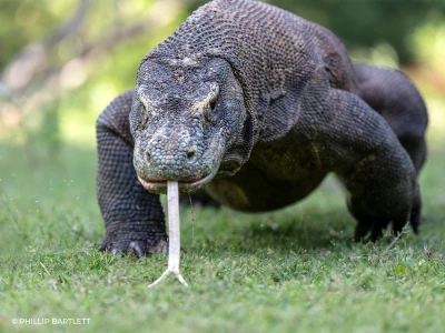 Komodo Dragon Photo Workshop