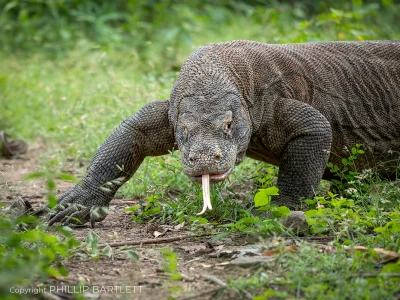 Komodo Photo Workshop Indonesia