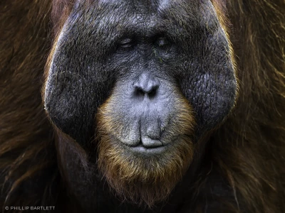 Orangutan Indonesia Photography