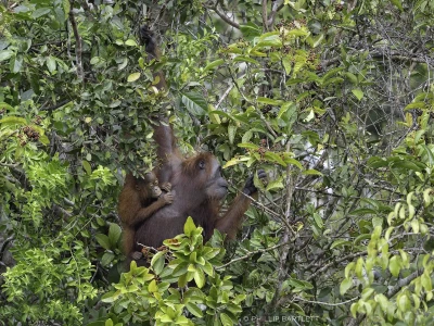 Orangutan Indonesia Tours